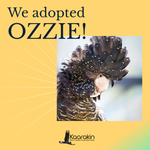 Image of a cockatoo that reads: We adopted Ozzie!