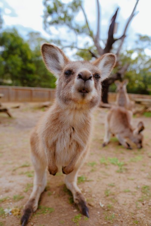 Kangaroo investigating the camera
